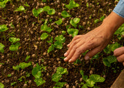 Leading the Way as a Proud B Corp